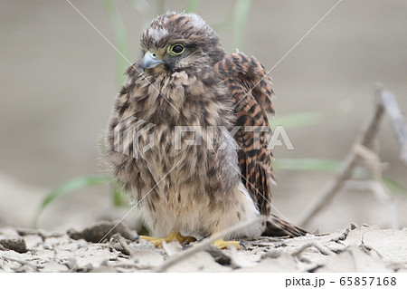 かわいい ヒナ 雛 鷹の写真素材