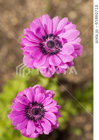 赤紫のアネモネの花の写真素材