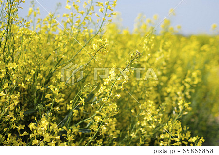 キャベツの花の写真素材