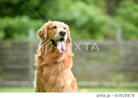 犬 ゴールデンレトリーバー 見上げる 茶色の写真素材