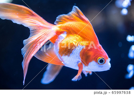 金魚 流金 美しい 魚の写真素材
