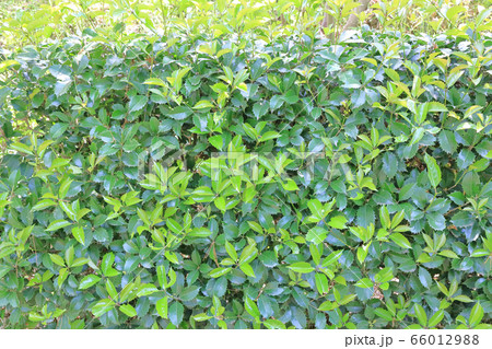 ヒイラギモクセイ 生垣 常緑樹 モクセイ科の写真素材