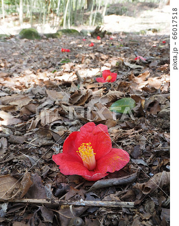 花 植物 椿 落ちるの写真素材