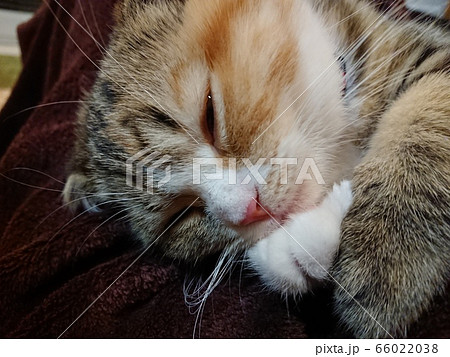 寝顔 子猫 マンチカン 室内の写真素材