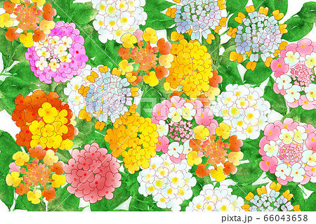 10月27日誕生花のイラスト素材