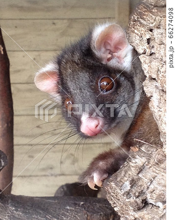 ポッサム オーストラリアの動物の写真素材