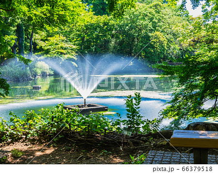 井の頭公園 弁天橋 井の頭池 噴水の写真素材