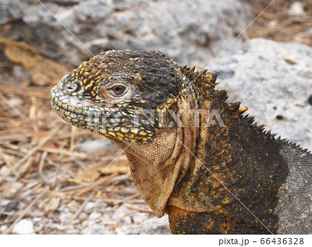 イグアナ リクイグアナ 自然 顔の写真素材