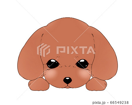 トイプードル 犬 茶色 可愛いのイラスト素材
