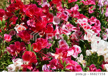 イロマツヨイの写真素材