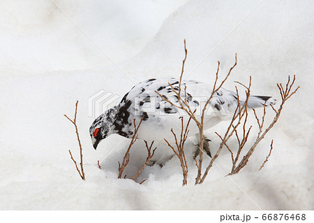 雷鳥 かわいい 冬 雪 可愛いの写真素材