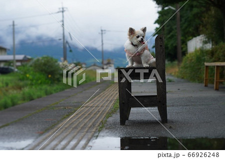 ちわこ チワワ 可愛い 椅子に座る犬の写真素材