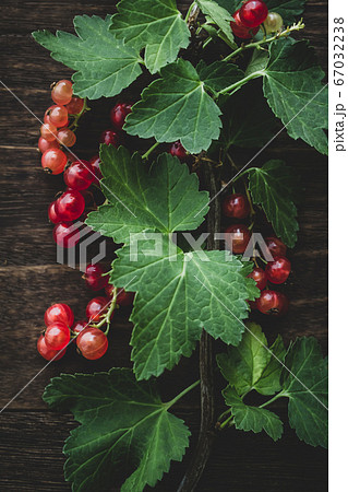 フルーツ 実 木の実 スグリの写真素材