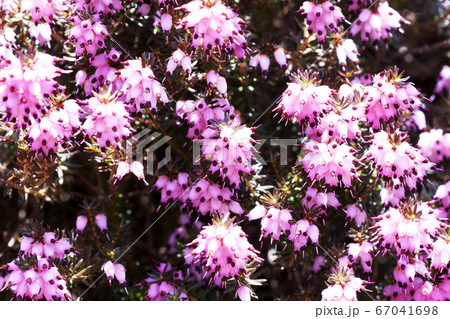エリカ ヒース 花の写真素材