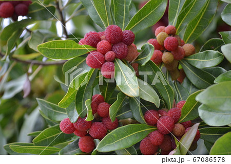 食べられる木の実の写真素材