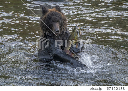 動物 鮭 熊 ヒグマの写真素材