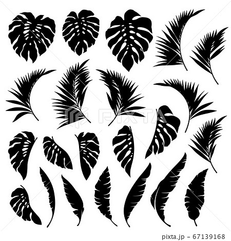 ムームーの写真素材 Pixta