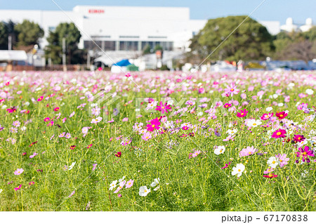 コスモスフェスタの写真素材