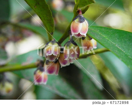 ビシャコ 春 花の写真素材