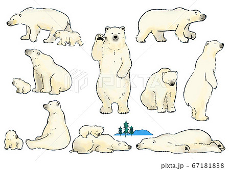 白い熊のイラスト素材