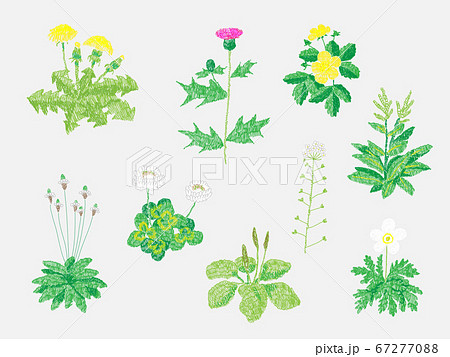イチリンソウのイラスト素材