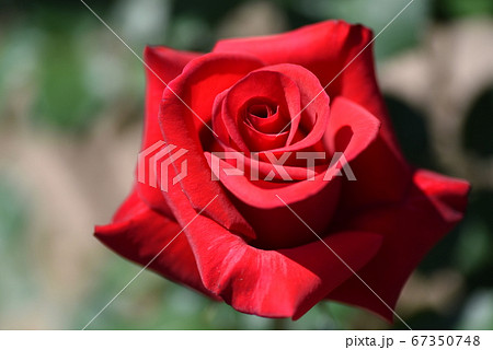 赤い薔薇の写真素材