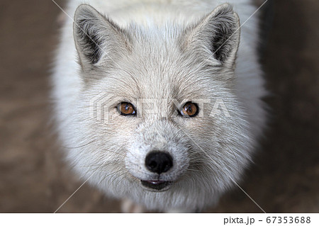 ホッキョクギツネ きつね 狐 北極キツネの写真素材