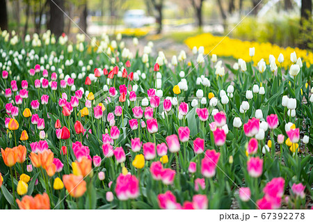 花 チューリップ 植物 韓国の写真素材