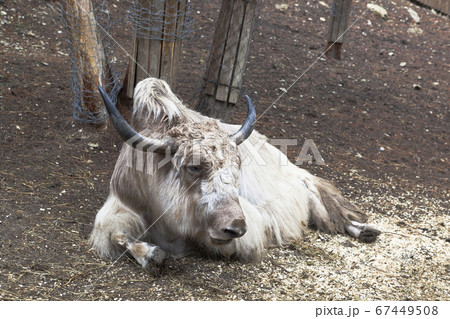 ヤク 動物 ウシ 牛の写真素材