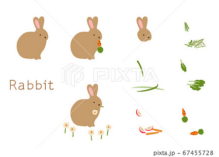 動物 うさぎ イラスト 食事 食べ物 ウサギ ご飯の写真素材