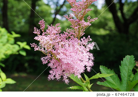 京鹿の子 花 ピンク色 植物の写真素材