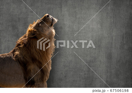 ほえるライオンの写真素材
