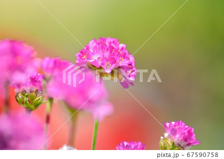 丸い ピンク 花 ピンクの丸い花の写真素材