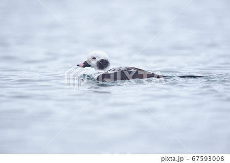 水鳥の写真素材