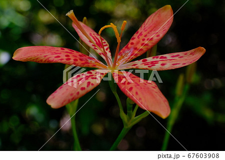 ぬばたま 植物の写真素材