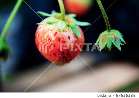 苺の芽生えの写真素材