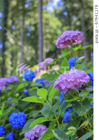 白 アジサイ 水色 紫陽花の写真素材