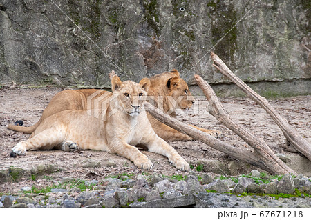 雄 陸上動物 かっこいい ライオンの写真素材