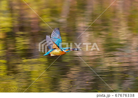 野鳥 カワセミ 鳥 飛ぶの写真素材