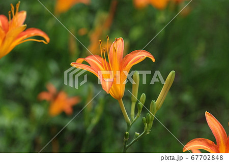 ワスレグサ 山野草 オレンジ色の花の写真素材