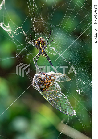 昆虫 虫 セミ 餌の写真素材