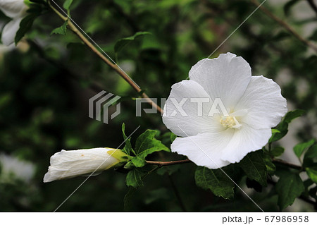 無窮花 韓国国花 木槿 むくげの写真素材