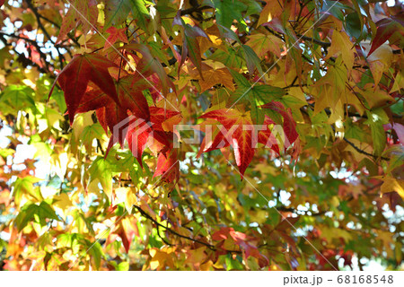 鈴掛の木 紅葉 プラタナスの写真素材