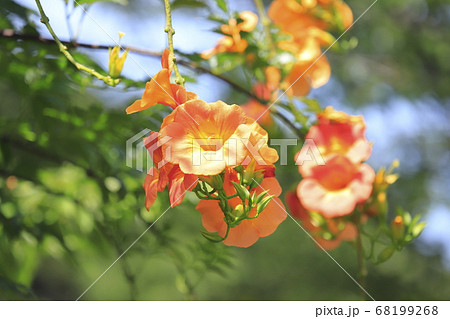 ラッパ型の花の写真素材