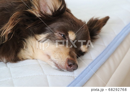 犬 ダックスフンド チワックス 茶色の写真素材