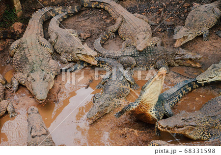 キューバワニ 歯の写真素材