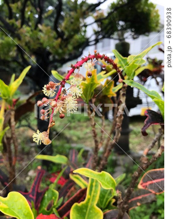 クロトン 花 沖縄 植物の写真素材