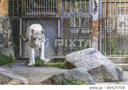 白ヒョウの写真素材