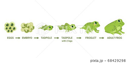 かえる カエル 蛙 変態のイラスト素材