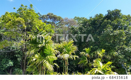 熱帯雨林 ケアンズ オーストラリア オセアニア ヤシの木の写真素材